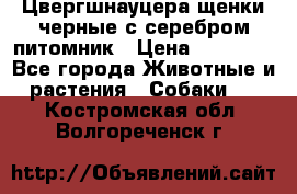 Цвергшнауцера щенки черные с серебром питомник › Цена ­ 30 000 - Все города Животные и растения » Собаки   . Костромская обл.,Волгореченск г.